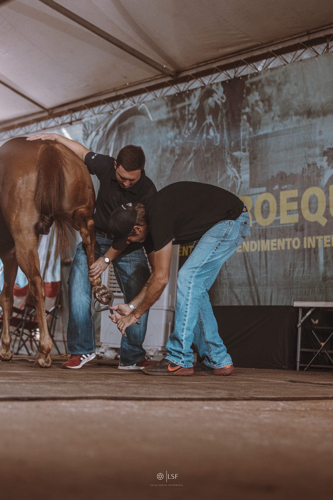 Atendimento a um cavalo atleta com a estrutura do CAI ao fundo