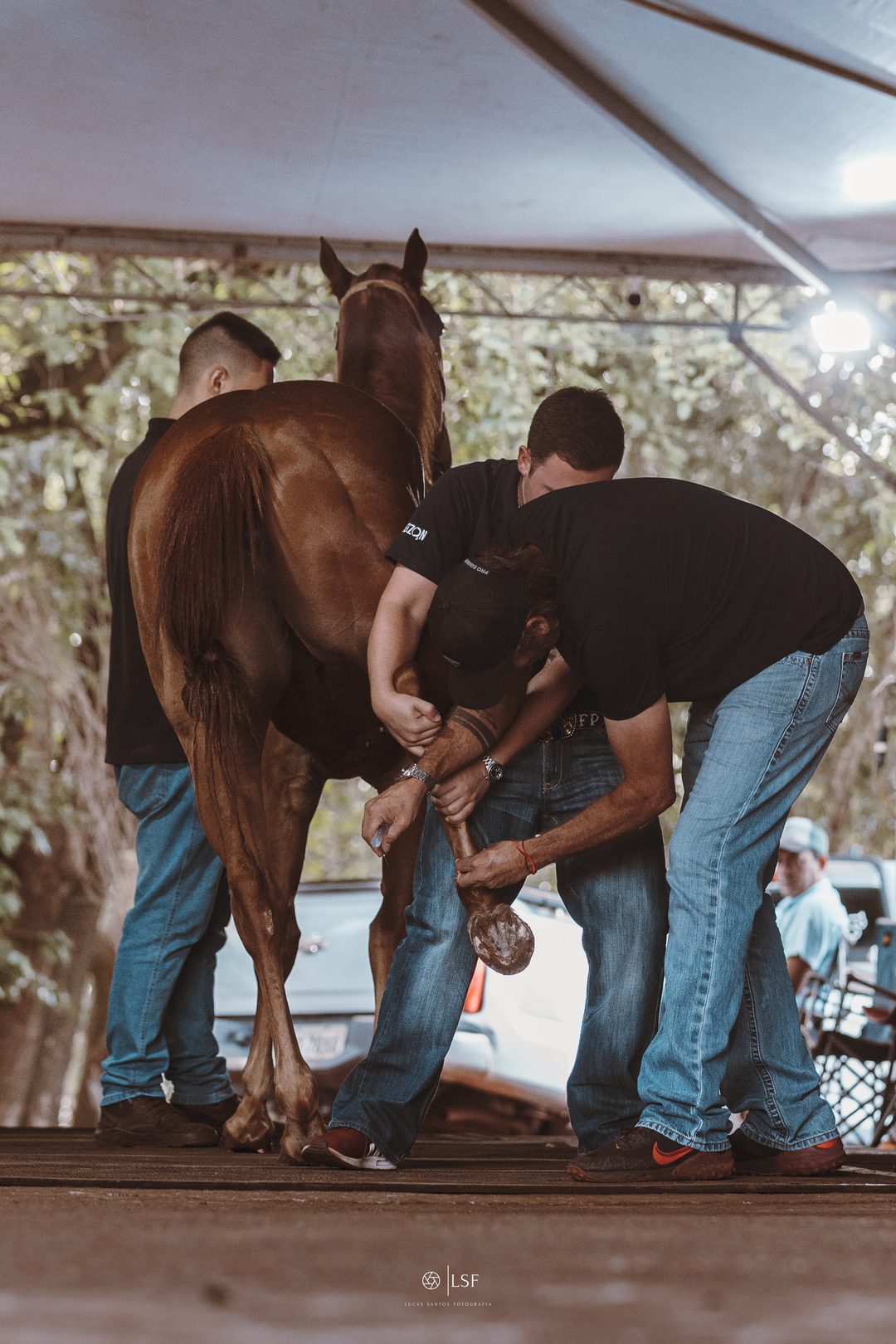Equipe Pro Equus examinando o membro de um cavalo sob a tenda do CAI
