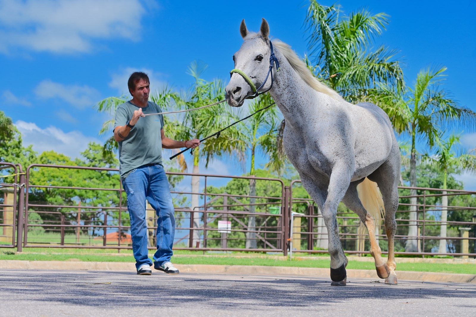 Cavalo atleta apresentado nas alamedas arborizadas da Pro Equus